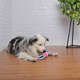 Brinquedo Bola de Tênis com Corda para Cães