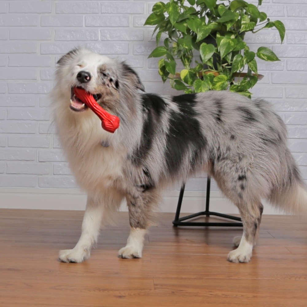 Brinquedo Galho Vermelho Sabor Churrasco para Cães - Tam. Único