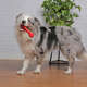 Brinquedo Galho Vermelho Sabor Churrasco para Cães
