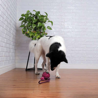Brinquedo Bola com Corda Roxo Sabor Carne para Cães