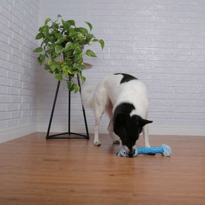 Brinquedo Pelúcia Cachorro Salsicha Azul para Cãe