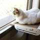 Cama Janeleira Gatton Sky Cat Branca para Gatos