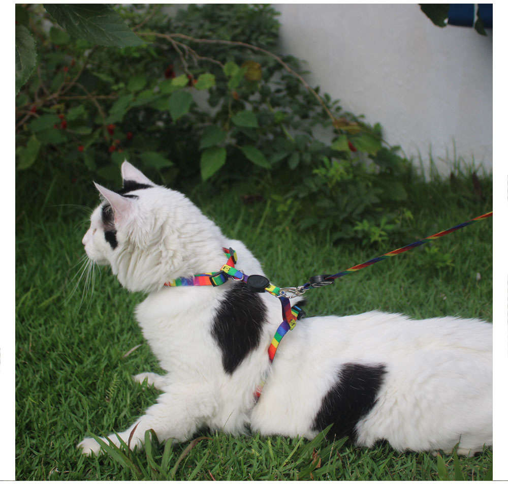Peitoral H e Guia Rainbow para Gatos - Tam. Único