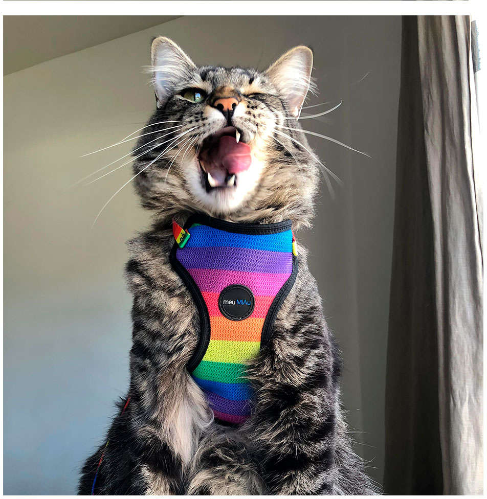 Conjunto Peitoral Style Mesh e Guia Rainbow para Gatos - Tam. Único