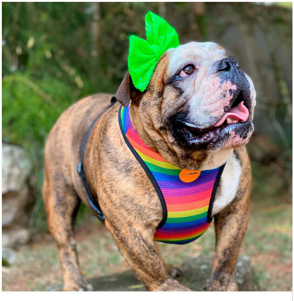 Peitoral Mesh Rainbow para Cães - Tam. M