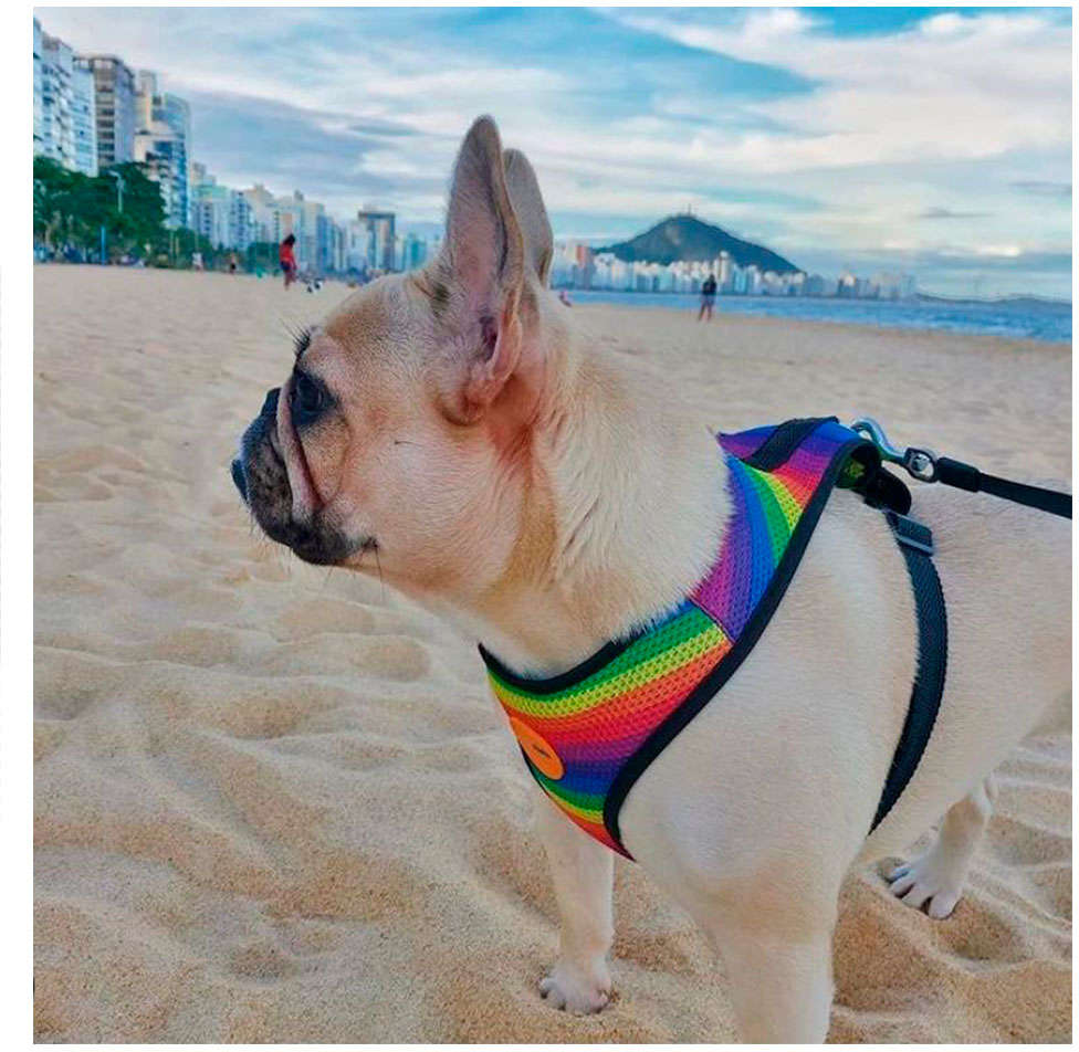 Peitoral Mesh Rainbow para Cães - Tam. M