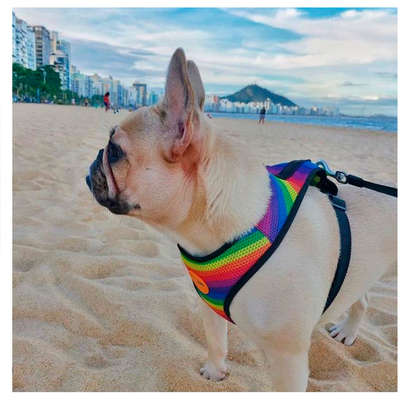 Peitoral Mesh Rainbow”