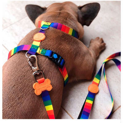 Peitoral H e Guia Rainbow para Cães