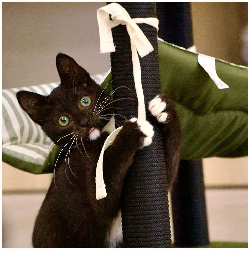 Arranhador Fábrica Pet Cat Home - Tam. Único