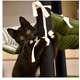 Arranhador Fábrica Pet Cat Home