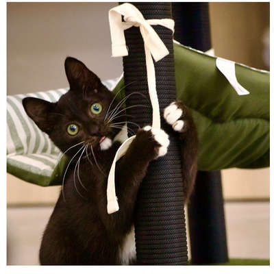 Arranhador Fábrica Pet Cat Home