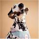 Osso de Nylon Everbone Mordida Forte Sabor Bacon