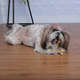 Brinquedo Osso de Bamboo V Natural