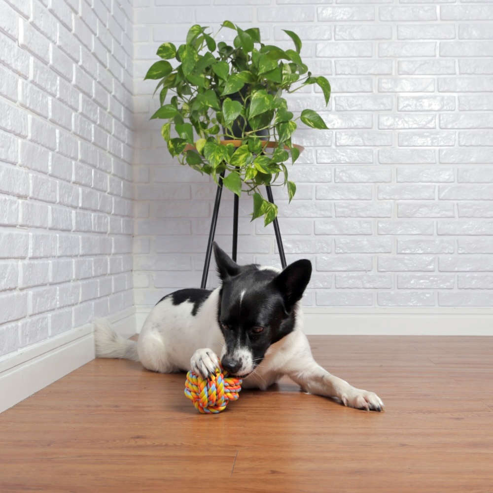 Brinquedo Bola de Corda Colorida para Cães - Tam. G