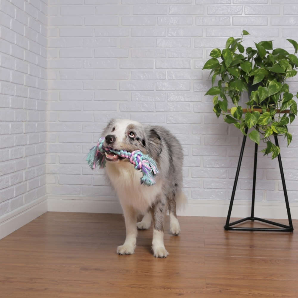 Brinquedo Mordedor Corda Dental Bone Azul e Rosa para Cães - Tam. M