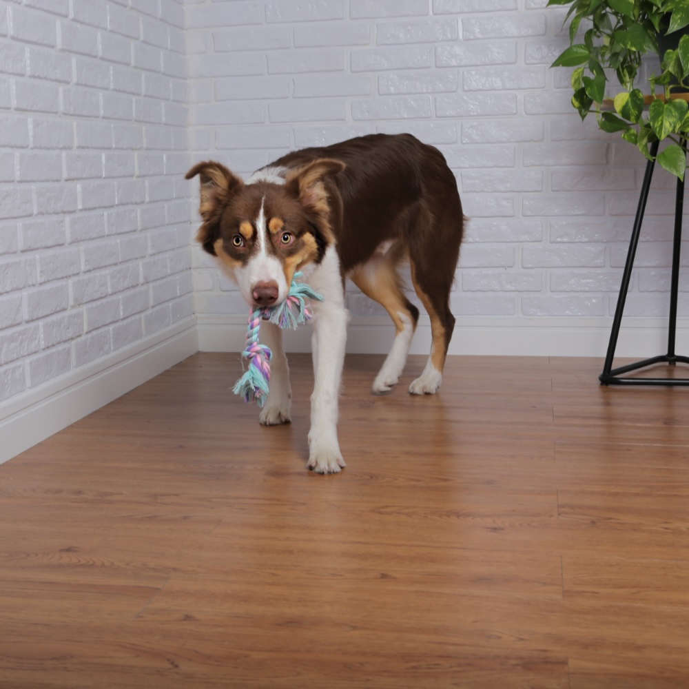 Brinquedo Mordedor Corda Dental Bone Azul e Rosa para Cães - Tam. P