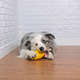 Brinquedo Colmeia Recheável para Cães