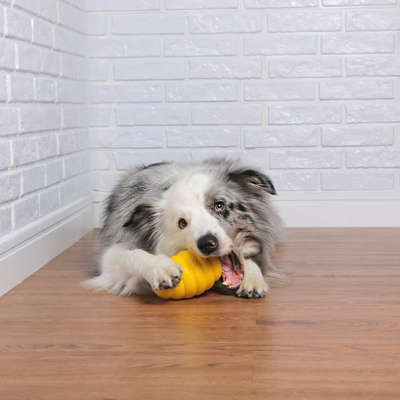 Brinquedo Colmeia Recheável para Cães