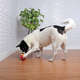 Brinquedo Amicus Crazy Ball Vermelho e Amarelo para Cães e Gatos
