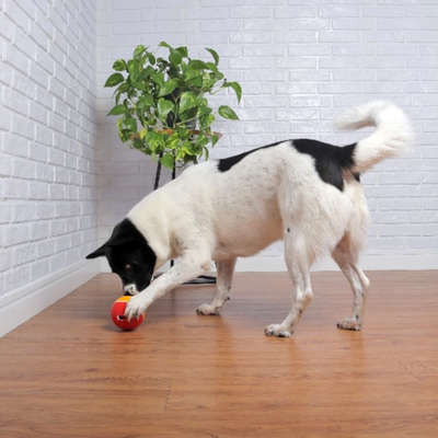 Brinquedo Amicus Crazy Ball Vermelho e Amarelo para Cães e Gatos
