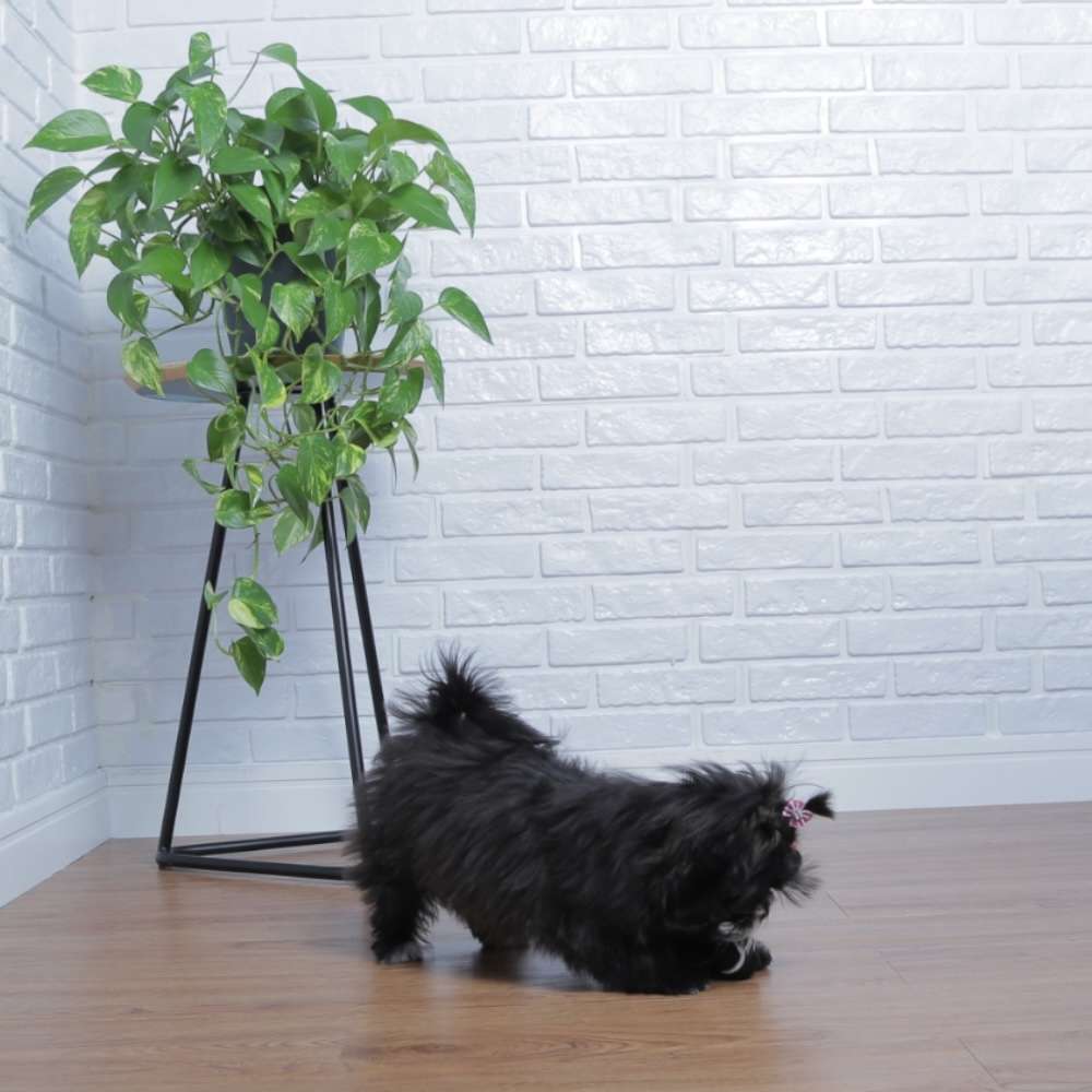 Brinquedo Bola de Tênis Extra Forte Pequeno para Cães - 2 Unidades