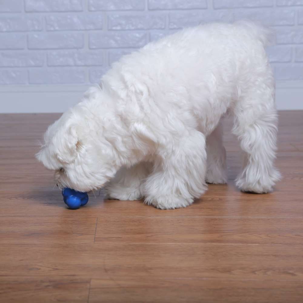 Brinquedo Bola Maciça Átomo 6 em 1 Azul para Cães - Tam. P