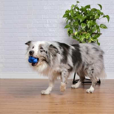 Brinquedo Bola Maciça Átomo 6 em 1 Azul para Cães
