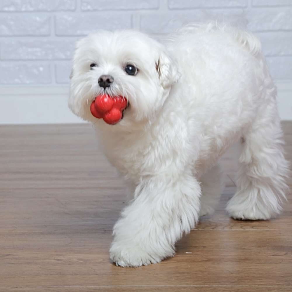 Brinquedo Bola Maciça Átomo 6 em 1 Vermelho para Cães - Tam. P