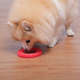 Brinquedo Odontopet Argola Dental Rosa para Cães