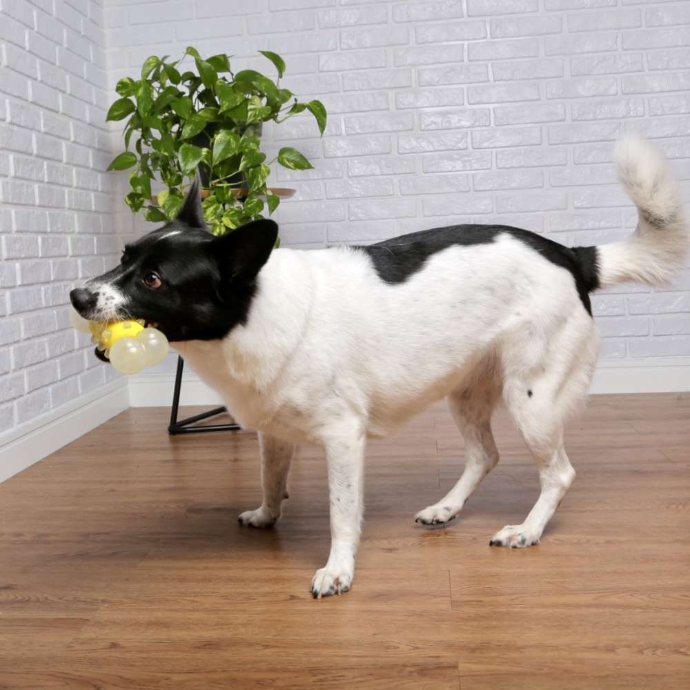 Brinquedo Mordedor Germanhart Osso com LED Doglow para Cães - Tam. Único