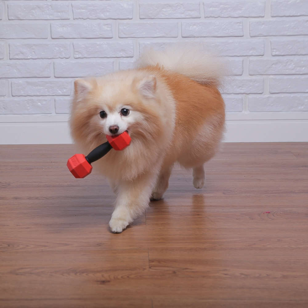 Brinquedo Interativo Germanhart Hautere Porta Petisco para Cães - Tam. Único