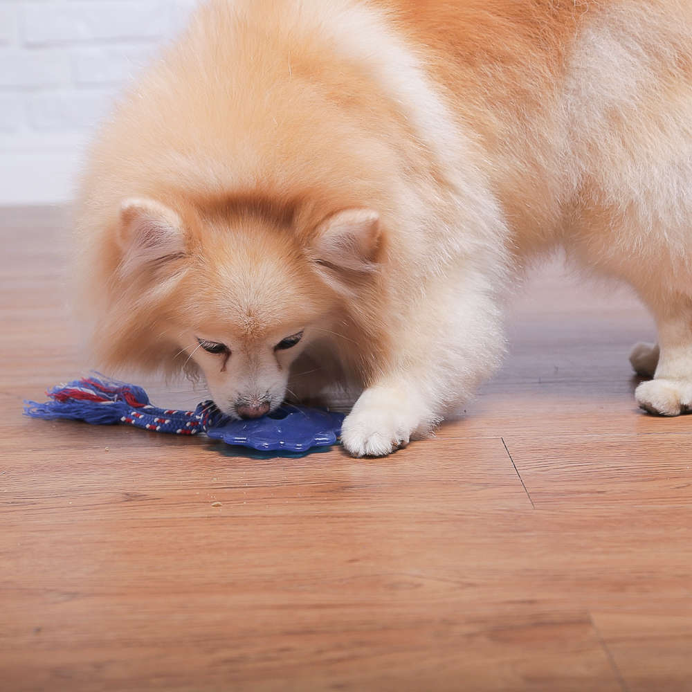 Brinquedo Odontopet Estrela Dental com Corda Azul para Cães - Tam. Único