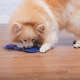Brinquedo Odontopet Estrela Dental com Corda Azul para Cães