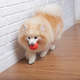 Brinquedo Bola Germanhart Superball Dual Color para Cães