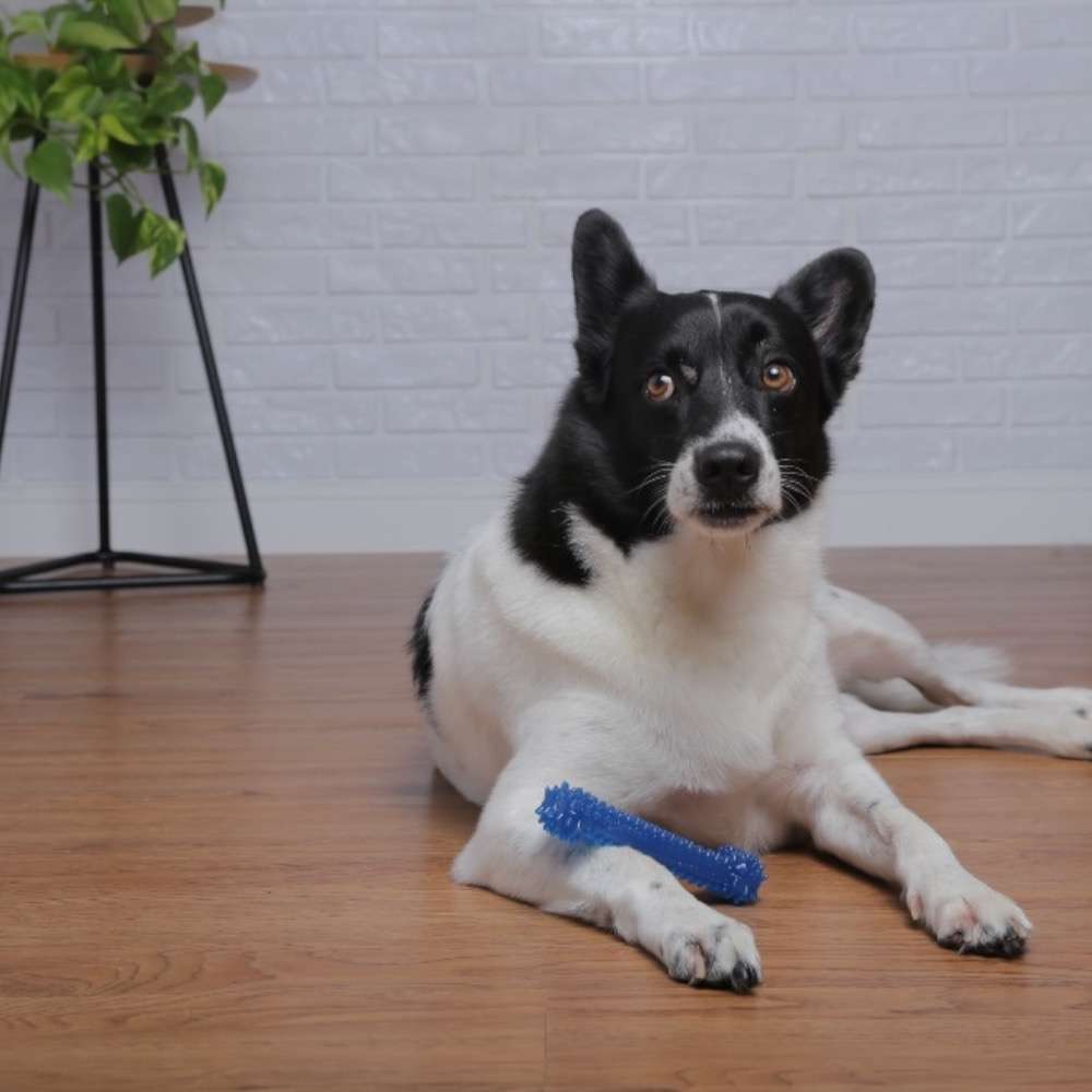 Brinquedo Odontopet Osso Dental Bone Azul para Cães - Tam. M