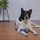 Brinquedo Odontopet Osso Dental Bone Azul para Cães