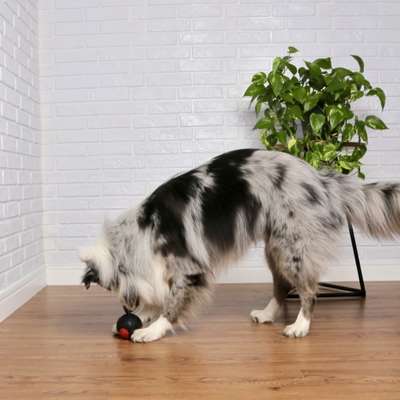 Brinquedo Bola Germanhart Superball Dual Color para Cães