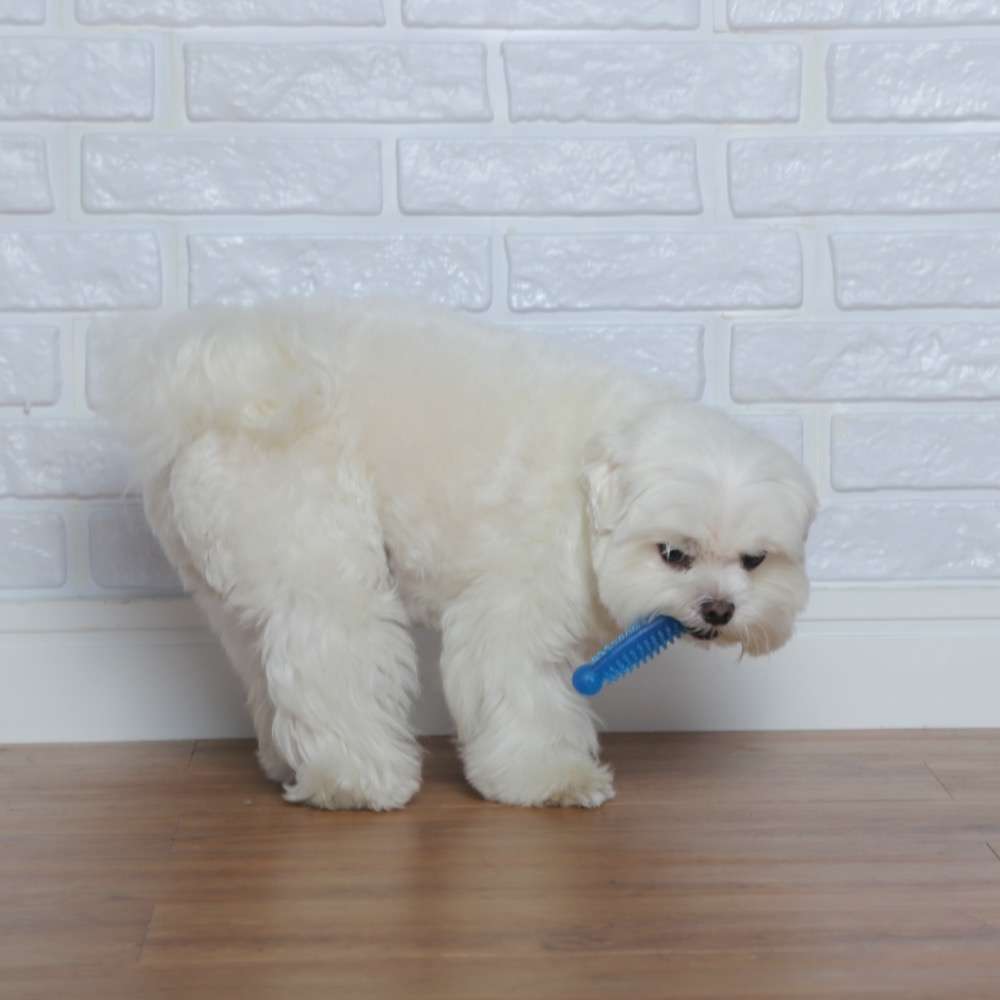 Brinquedo Odontopet Massageador Dental Azul para Cães - Tam. P