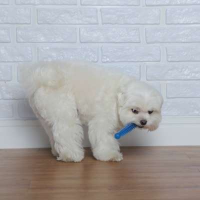Brinquedo Odontopet Massageador Dental Azul para Cães