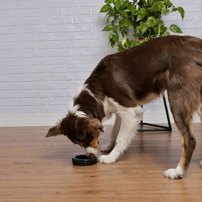 Brinquedo Odontopet Dental Pneu para Cães