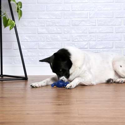 Brinquedo Odontopet Dental Spin para Cães
