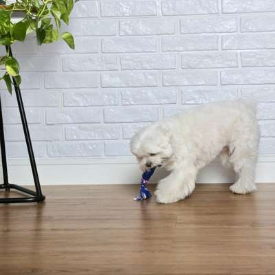 Brinquedo Odontopet Dental Tubo com Corda para Cães