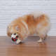 Brinquedo Bola Germanhart Ultraball com Apito para Cães