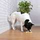 Brinquedo Odontopet Osso Dura Bone Nylon