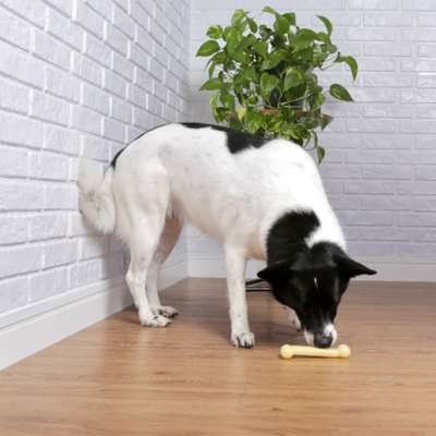 Brinquedo Odontopet Osso Dura Bone Nylon