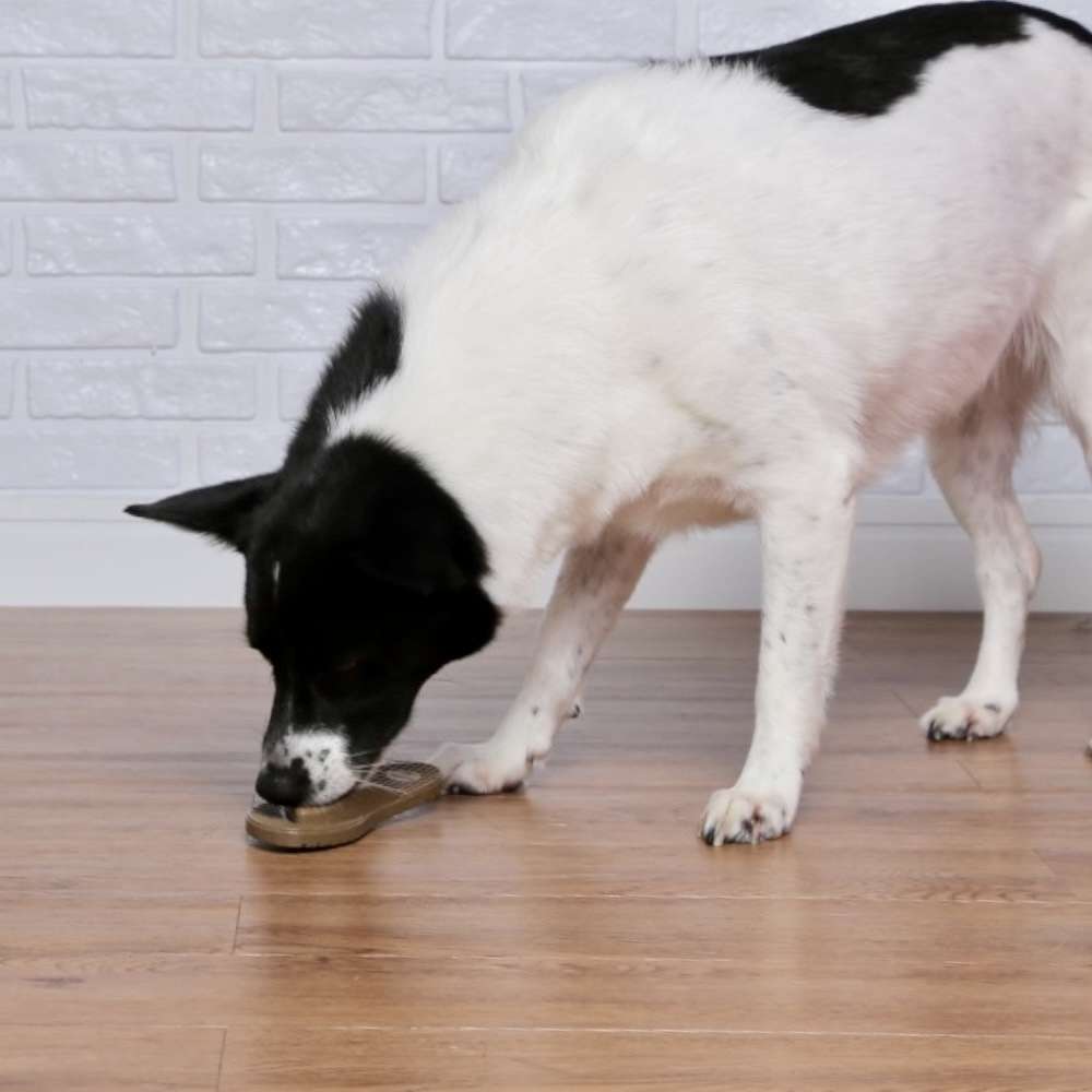 Brinquedo Mordedor Germanhart Chinelo Hauvaianas para Cães - Tam. Único