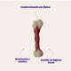 Brinquedo Odontopet Dura Femur Nylon para Cães
