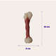 Brinquedo Odontopet Dura Femur Nylon para Cães