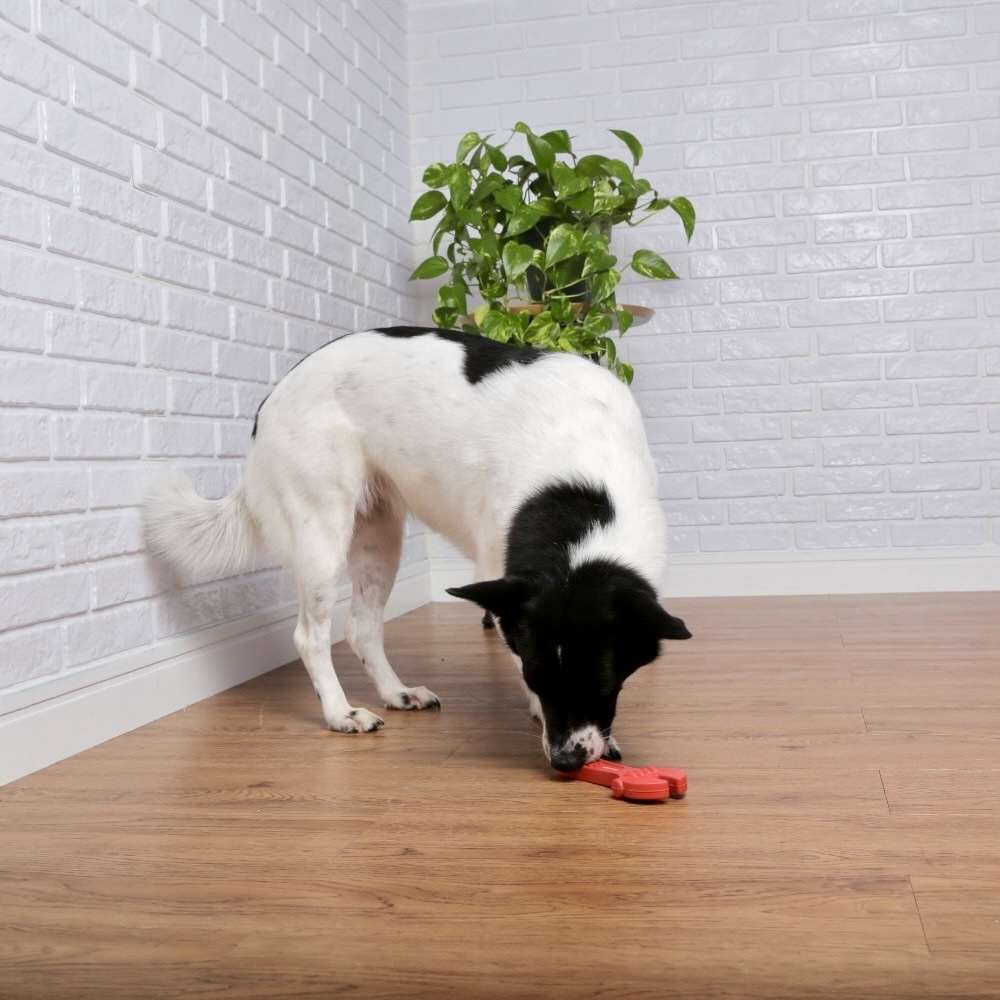 Brinquedo Mordedor Germanhart Chauve Inglesa para Cães - Tam. Único
