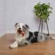 Brinquedo Odontopet Osso Dura Flat Nylon para Cães